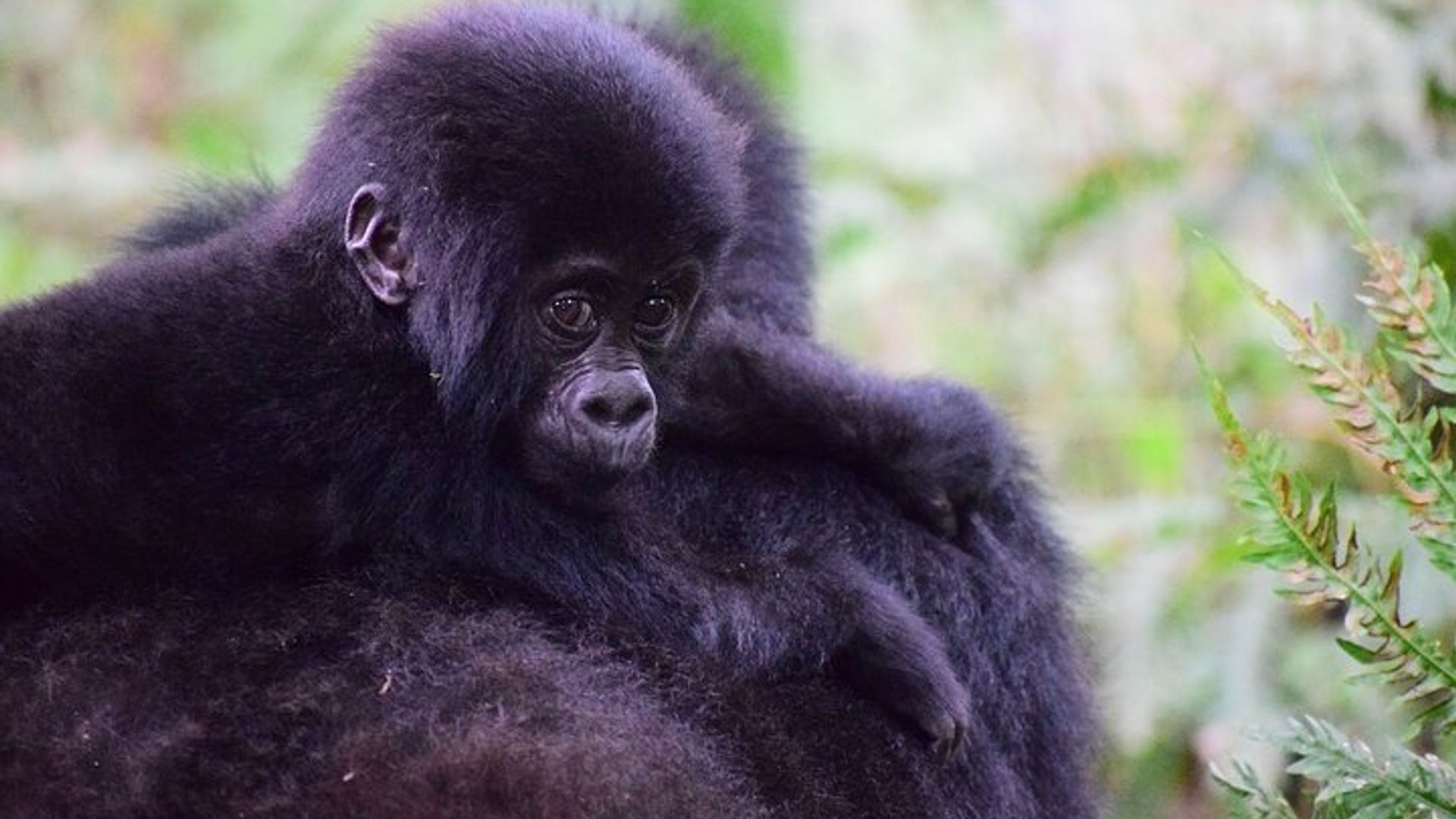 Iminsi 3 Gorilla Trekking muri Bwindi Ishyamba ridashoboka