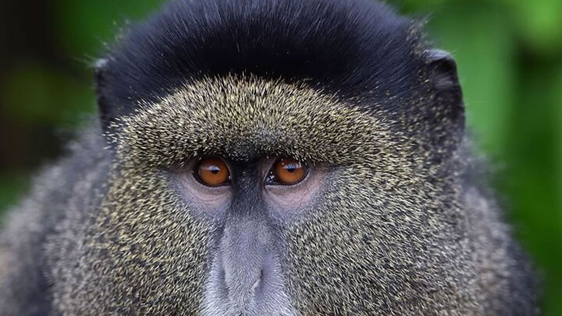 6-Day Gorilla And Golden Monkey Trekking Mgahinga Park