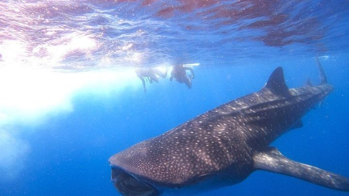 Swim with whale sharks on a private tour