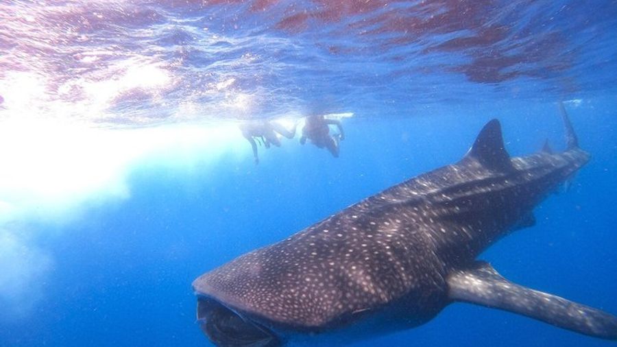 Swim with whale sharks on a private tour
