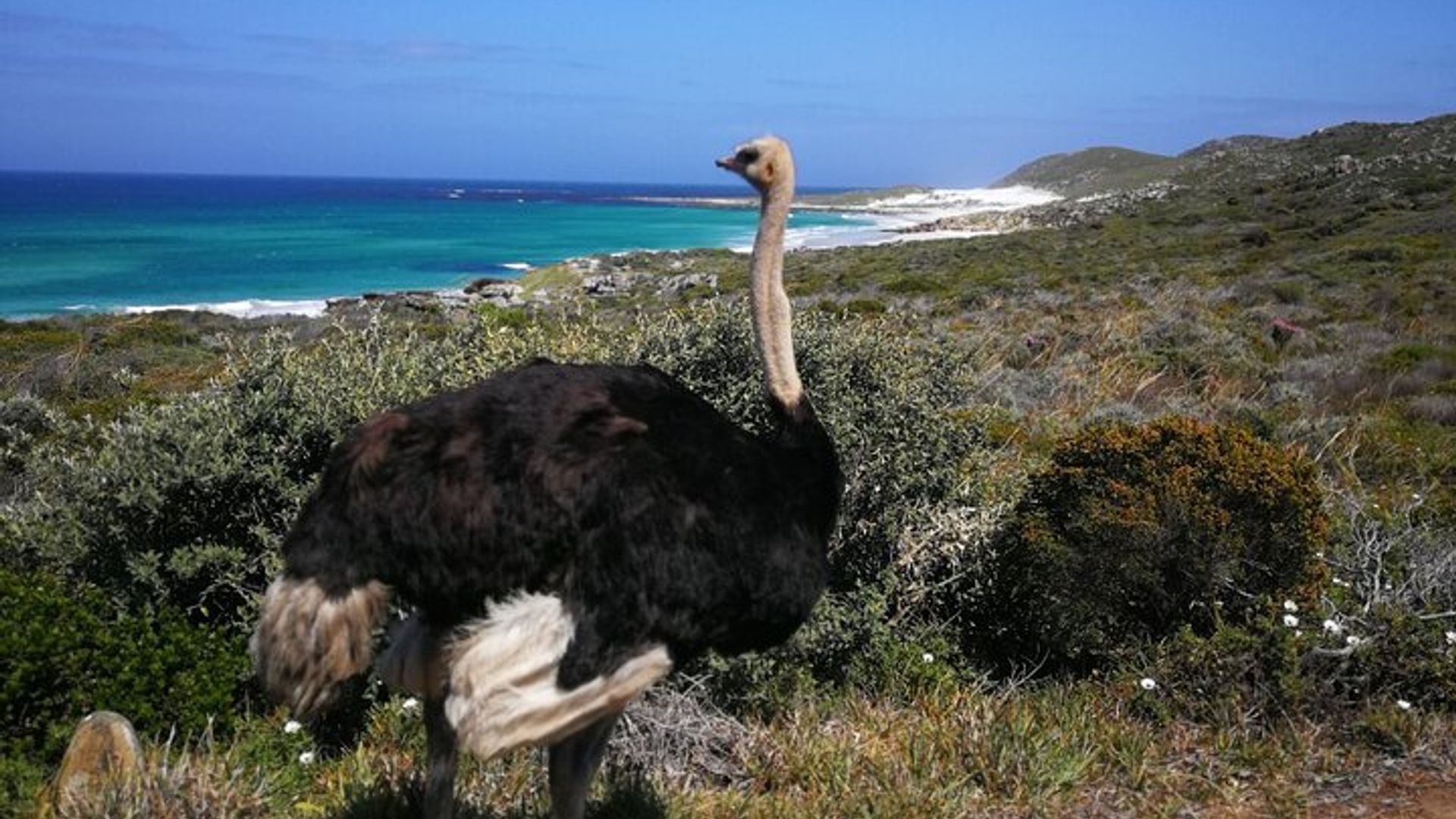Cape Point Small-Group Guided Tour