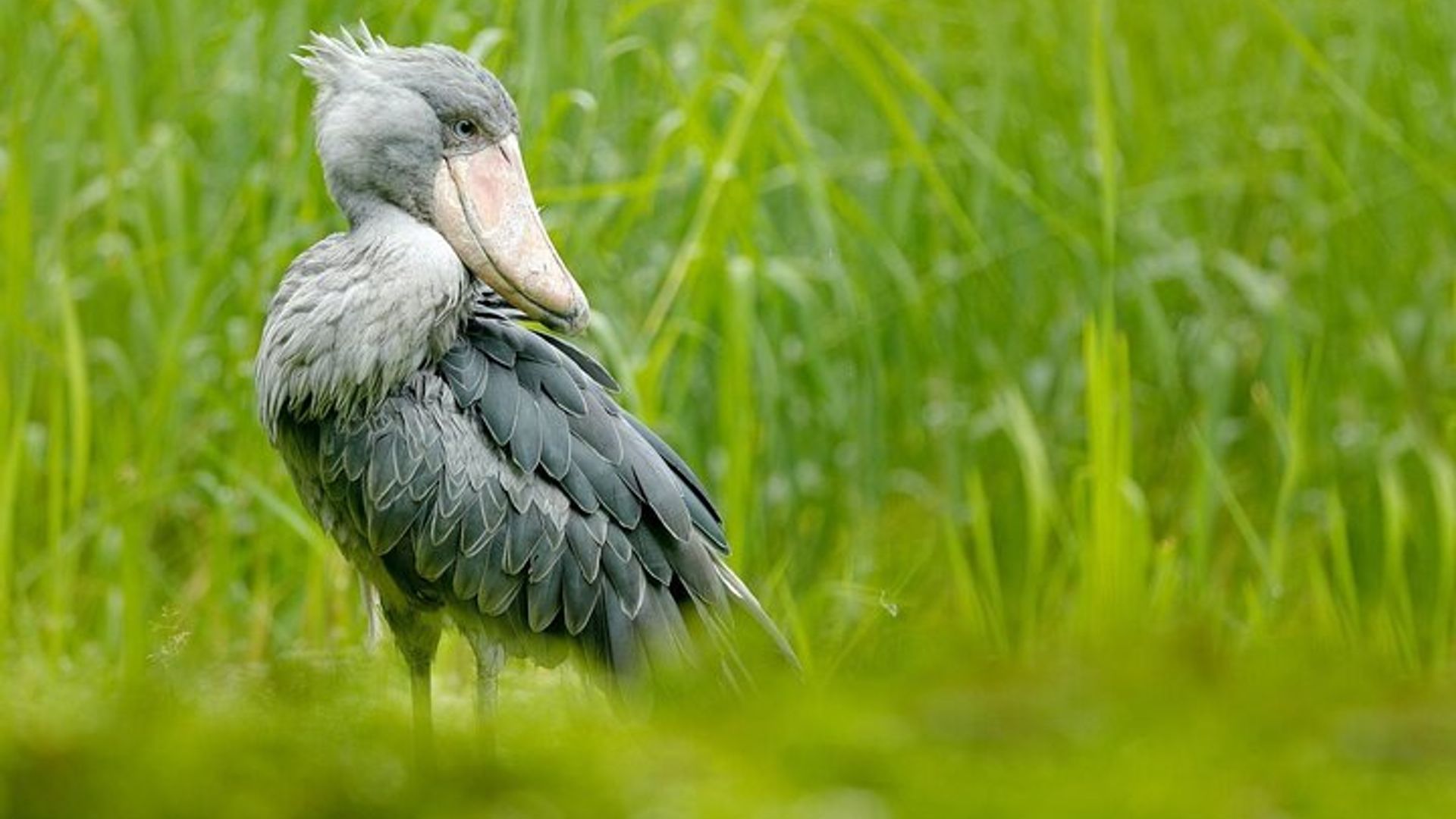 One Day Birding Mabamba Swamp
