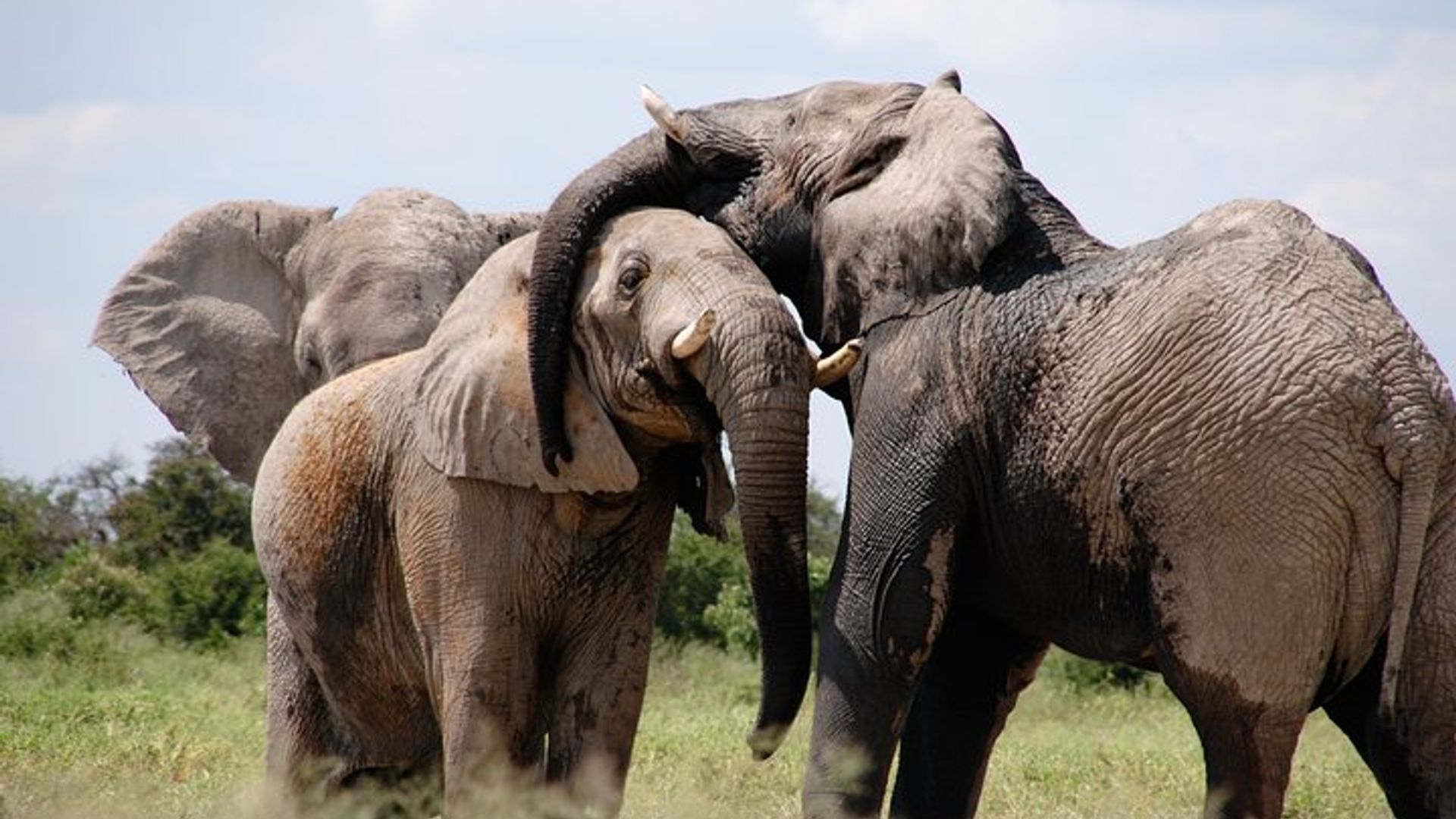 Pilanesberg National Park Private Day Safari From Johannesburg