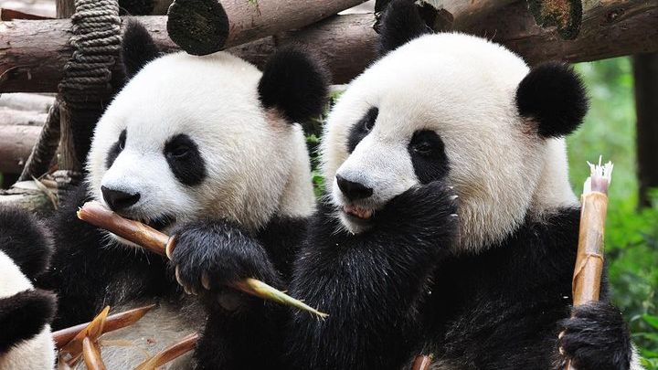 Chengdu Private Sightseeing Tour With Panda Breeding Center
