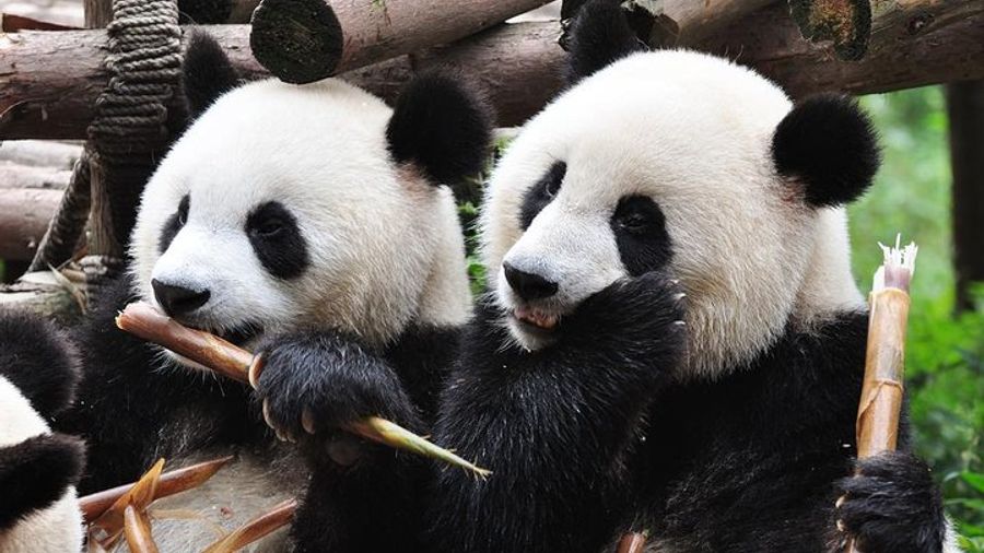 Chengdu Private Sightseeing Tour With Panda Breeding Center