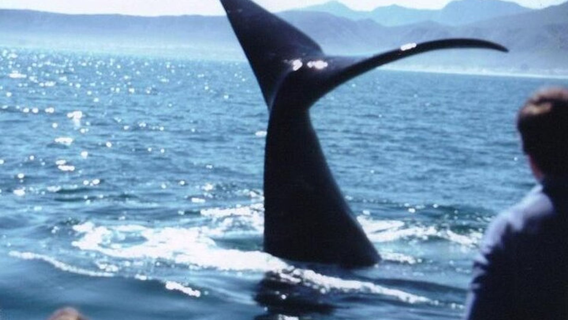 Ciudad del Cabo: experiencia de avistamiento de ballenas