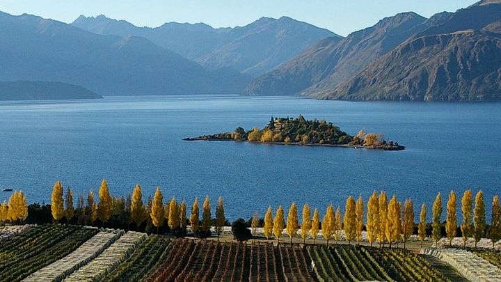 Central Otago Half-Day Small-Group Wineries Tour With Tastings