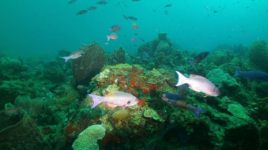 St. Lucia Beginning Scuba Diving Tour with Lunch