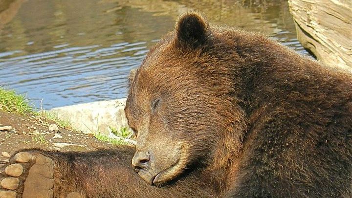 Sitka Tour including Fortress of the Bear and Totem Poles