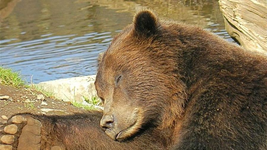 Sitka Tour including Fortress of the Bear and Totem Poles