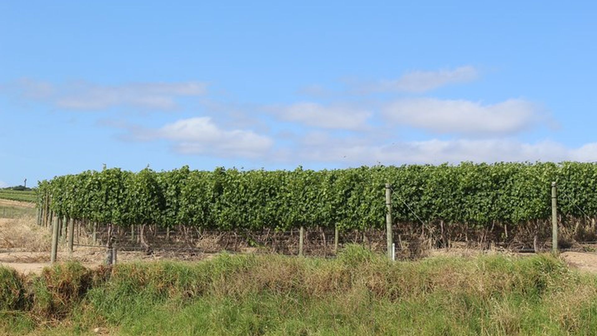 Visite privée des vignobles Franschoek Paarl de Stellenbosch au départ du Cap (journée complète)