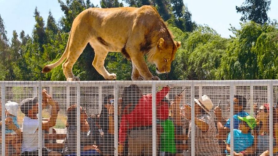 Santiago Private Chile Safari Park Tour With Tickets & Brunch