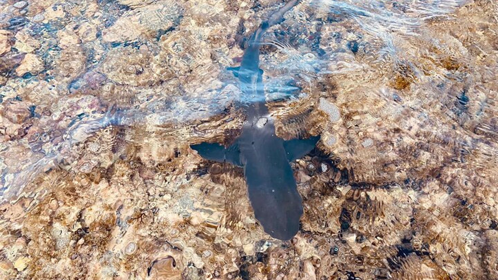 Île privée de Sal : visite du village de Pedra de Lume, du lac salé et des requins