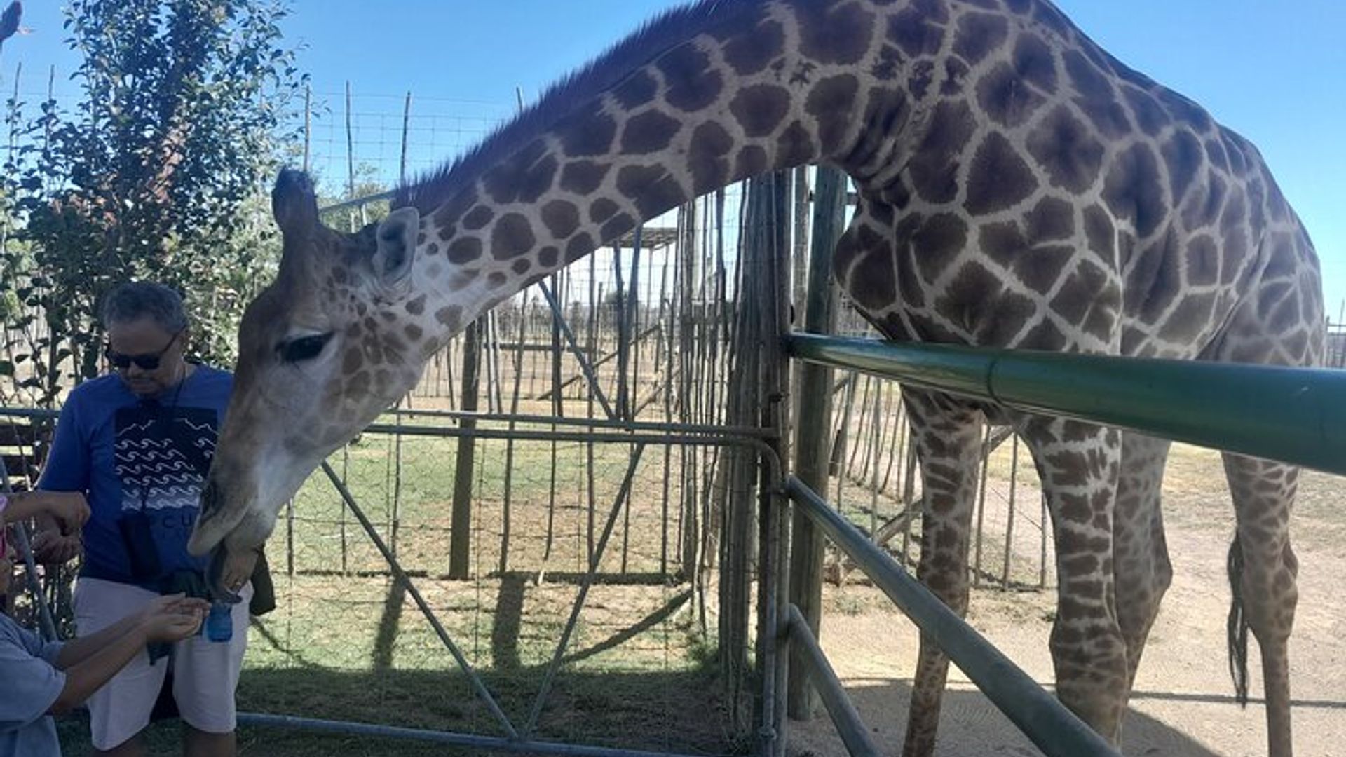 Geparden Begegnung Giraffenhaus Weinprobe private Tour