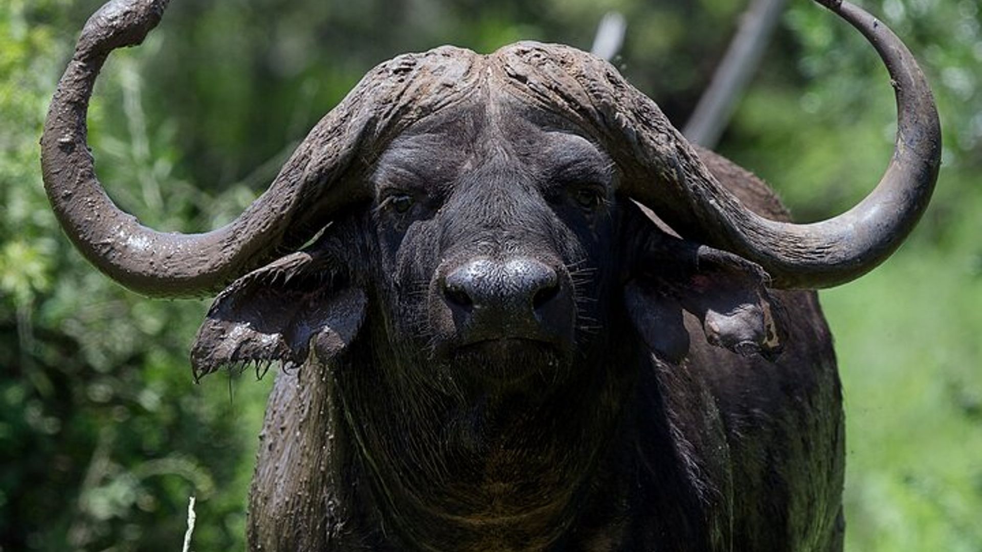 Explore Two Big 5 Game Reserves in a Day from Durban