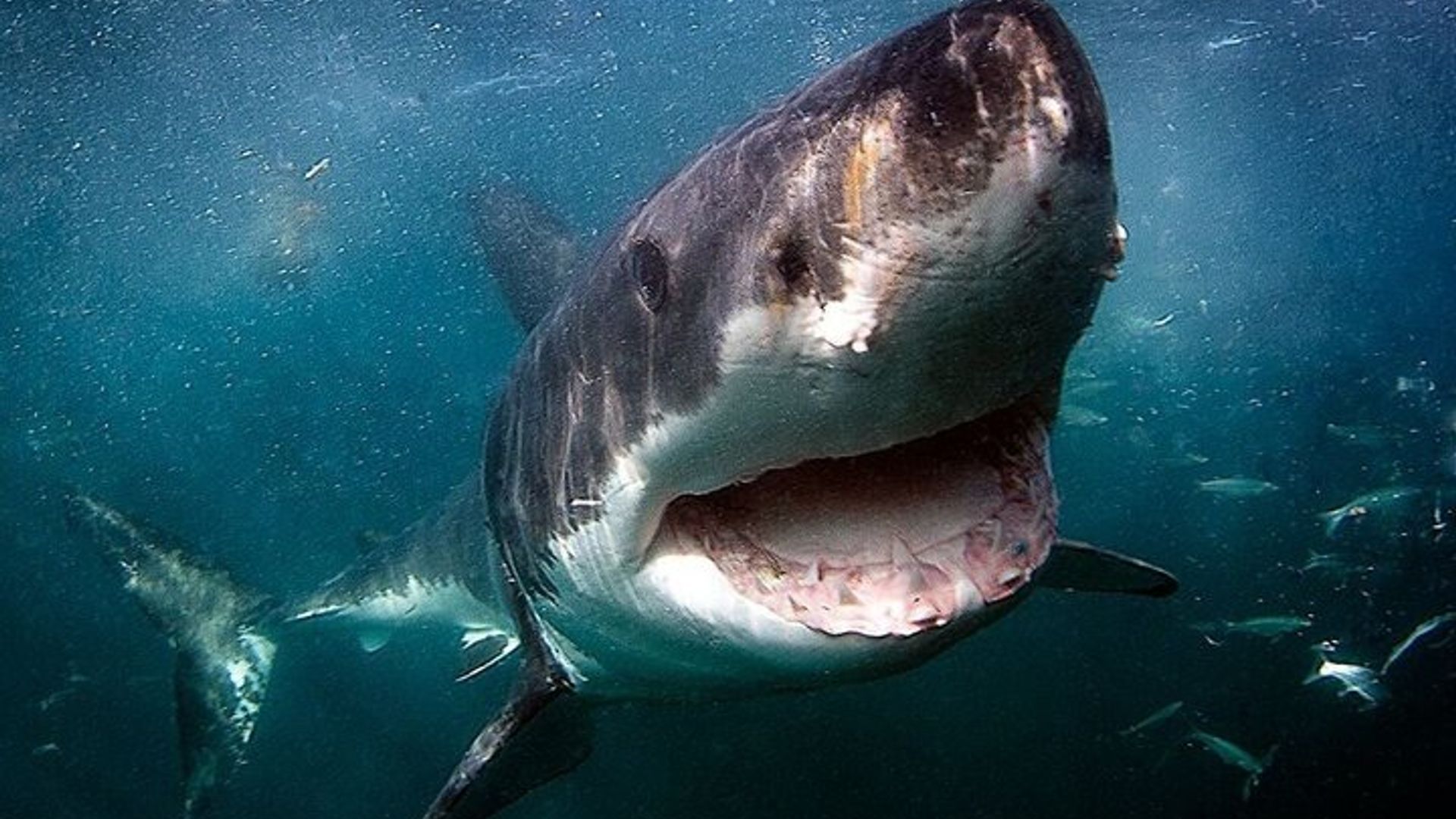 Expérience de plongée en cage avec les grands requins blancs