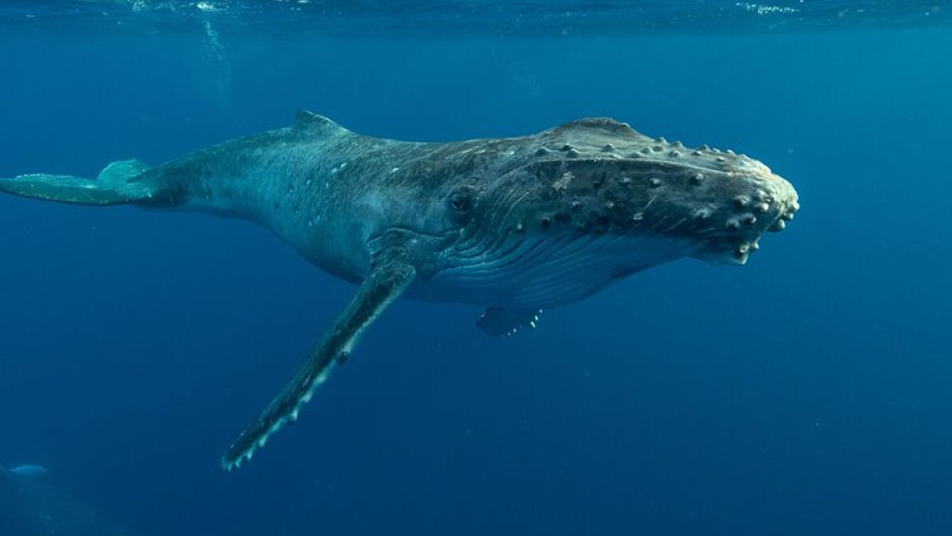 Excursion en bateau pour observer les baleines à Hermanus