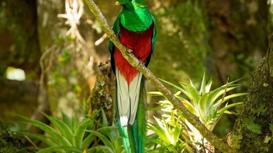 Birdwatching in Monteverde
