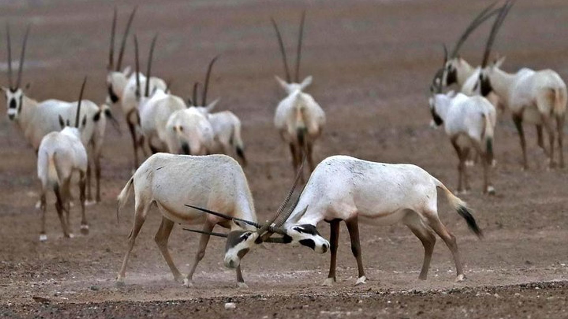 Parc National Souss Massa d'Agadir