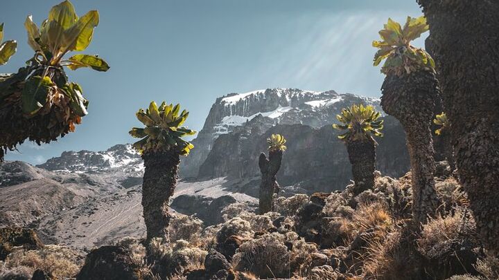 Kilimanjaro Lemosho Route 6-Day Climbing Experience from Moshi