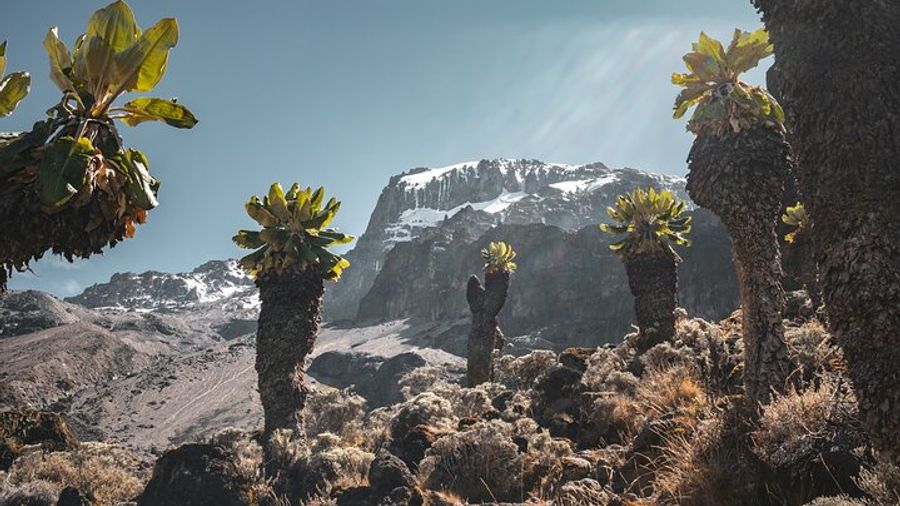 Kilimanjaro Lemosho Route 6-Day Climbing Experience from Moshi
