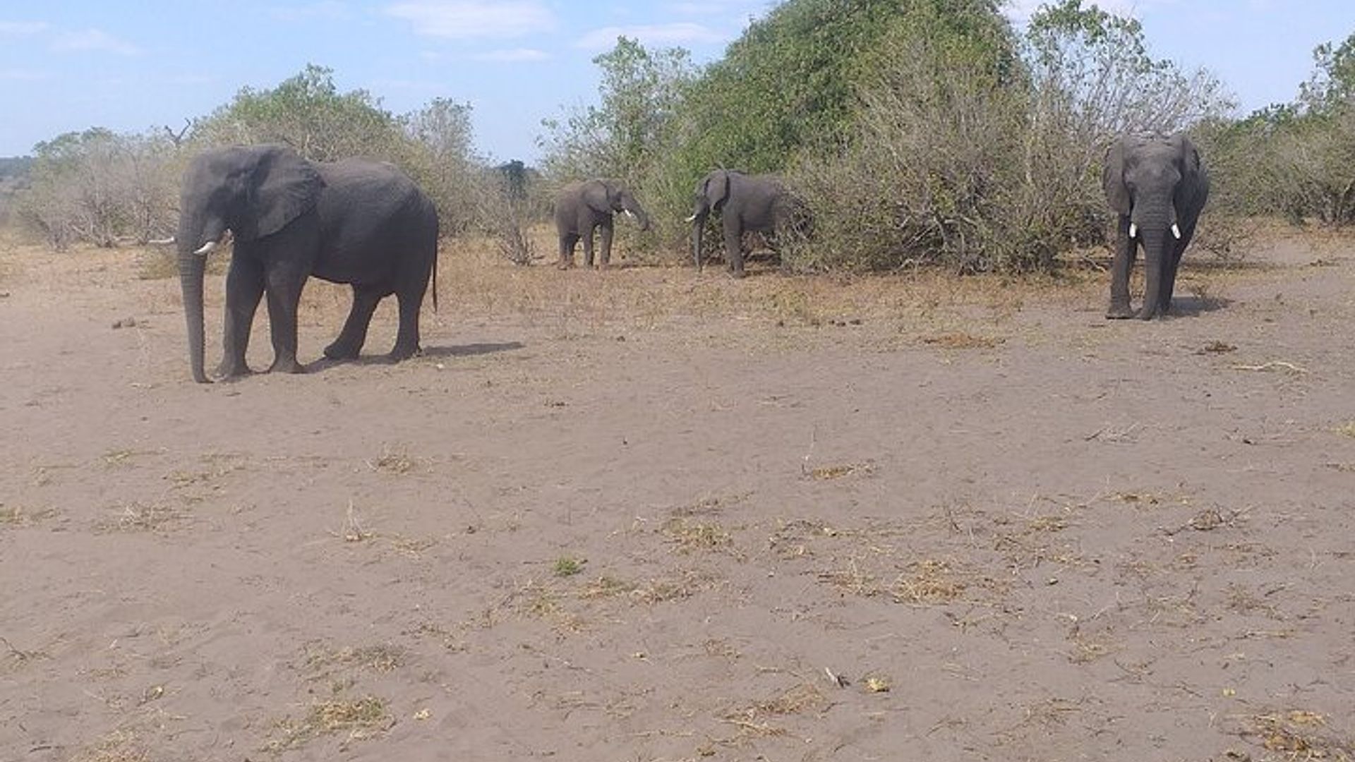 Amasaha 2-Inzovu Urugendo rwumunsi wa Safari mumazi ya Victoria