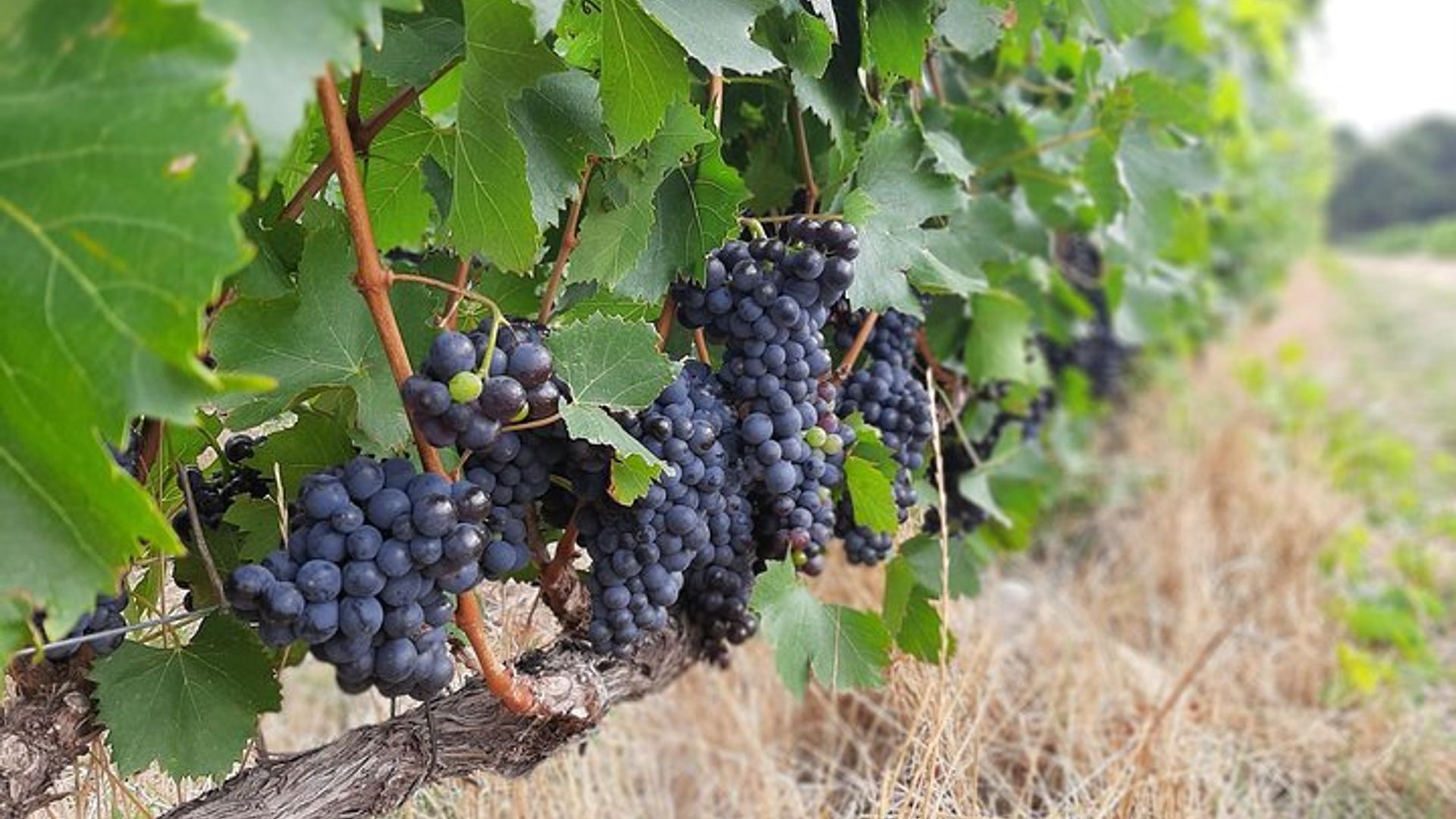 Visite guidée privée des vignobles du Cap depuis Cape Town