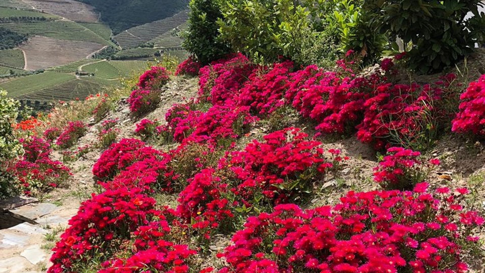 Private Douro Valley Tour beinhaltet Weinprobe und Bootstour