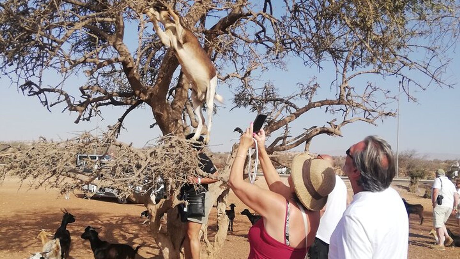 Agadir Trepadora de Árboles Cabras y opcional Tour al Gran Mercado del Zoco El Had