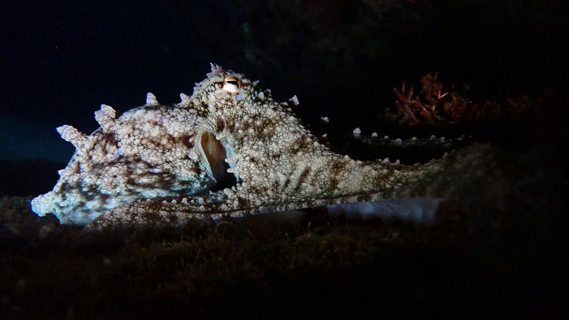 Night snorkelling tour