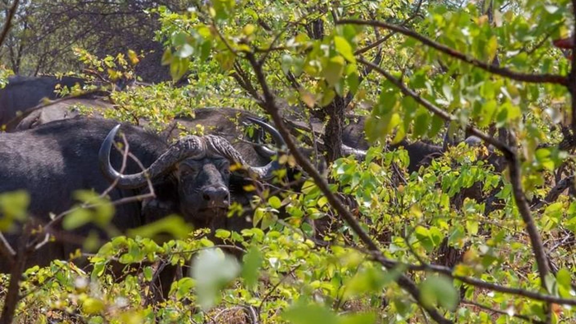 Night Game Drive and Bush Dinner from Victoria Falls