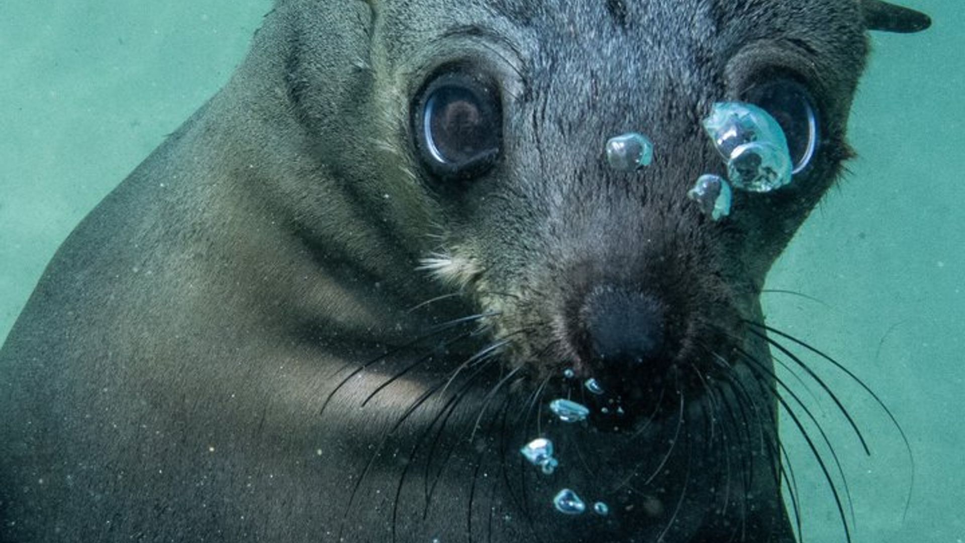 Seal Swimming Activity in Plettenberg Bay
