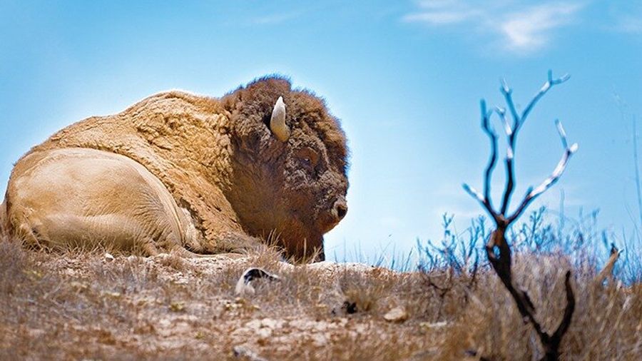 Catalina: 2-hour Nature and Wildlife Tour of Island Interior