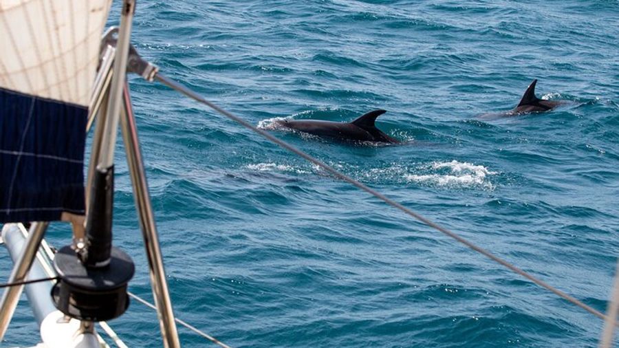 Santa Maria Small-Group Catamaran Tour