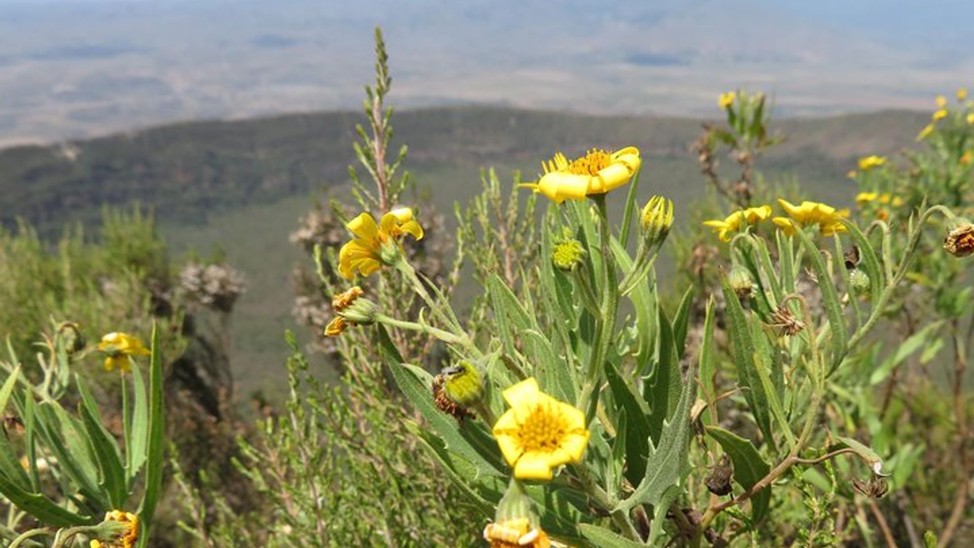 1 Day Hike to Mount Longonot