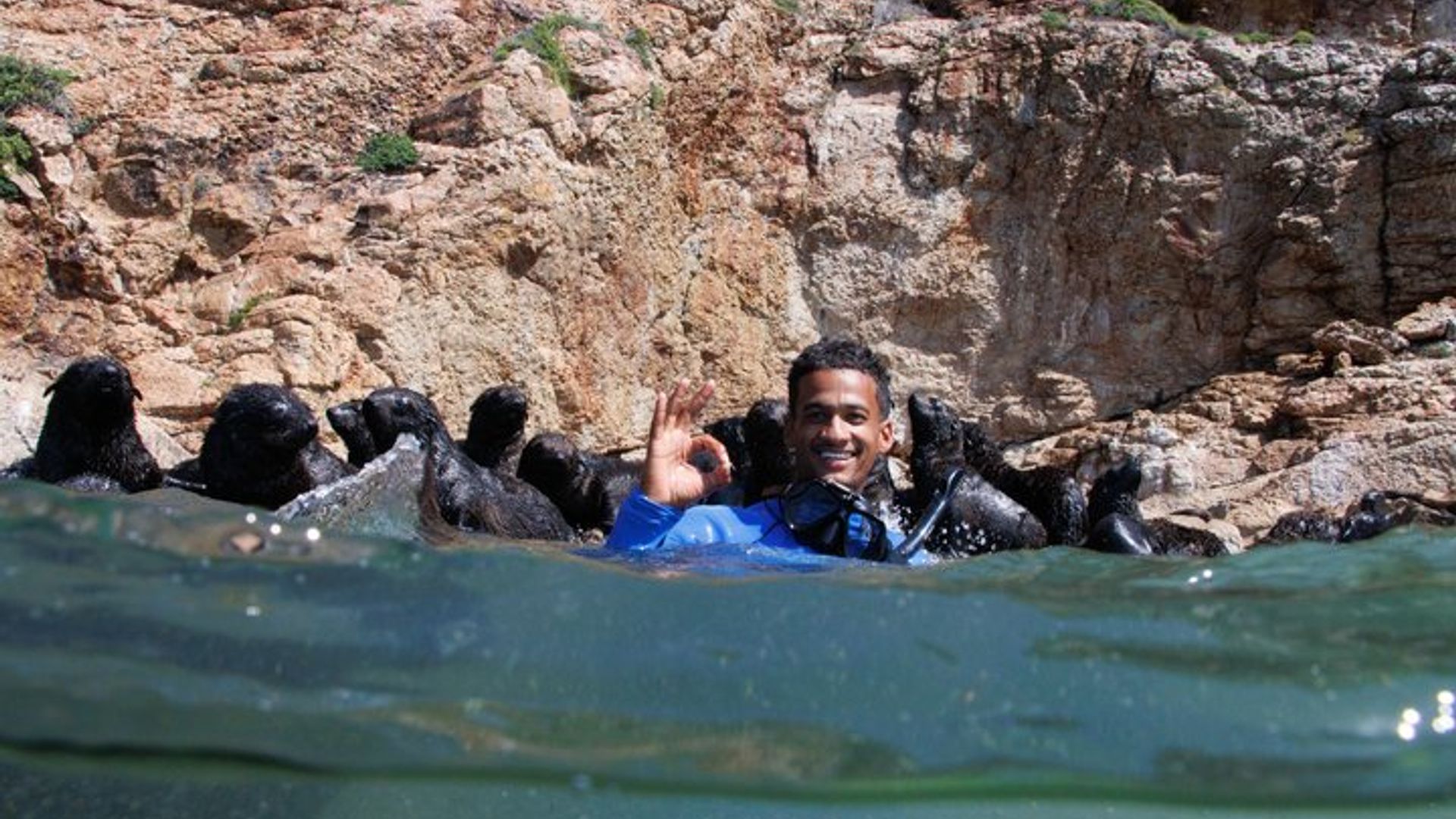 Seal Swimming Activity in Plettenberg Bay