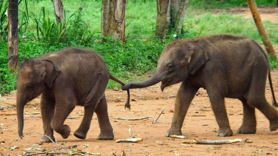 Kandy and Pinnawala Private Day Tour From Colombo