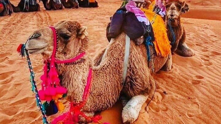 3 Day Marrakech to Merzouga Desert Tour