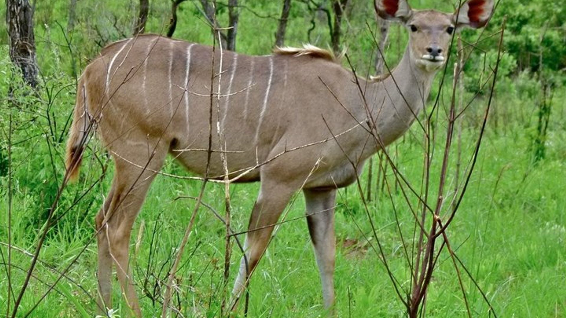 Von Kapstadt nach Durban und zur Garden Route – 7-tägige private Safari