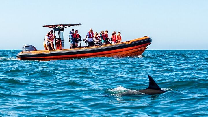 Cascais coast: Dolphin watching