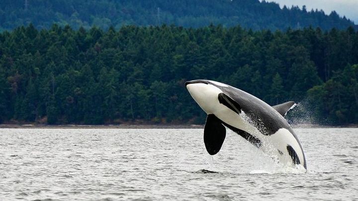Juneau Whale-Watching Tour and Salmon Bake