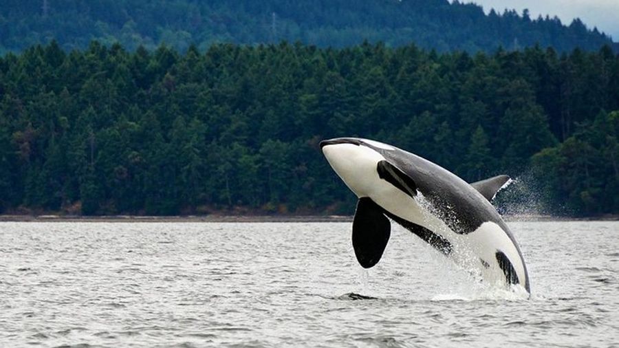 Juneau Whale-Watching Tour and Salmon Bake