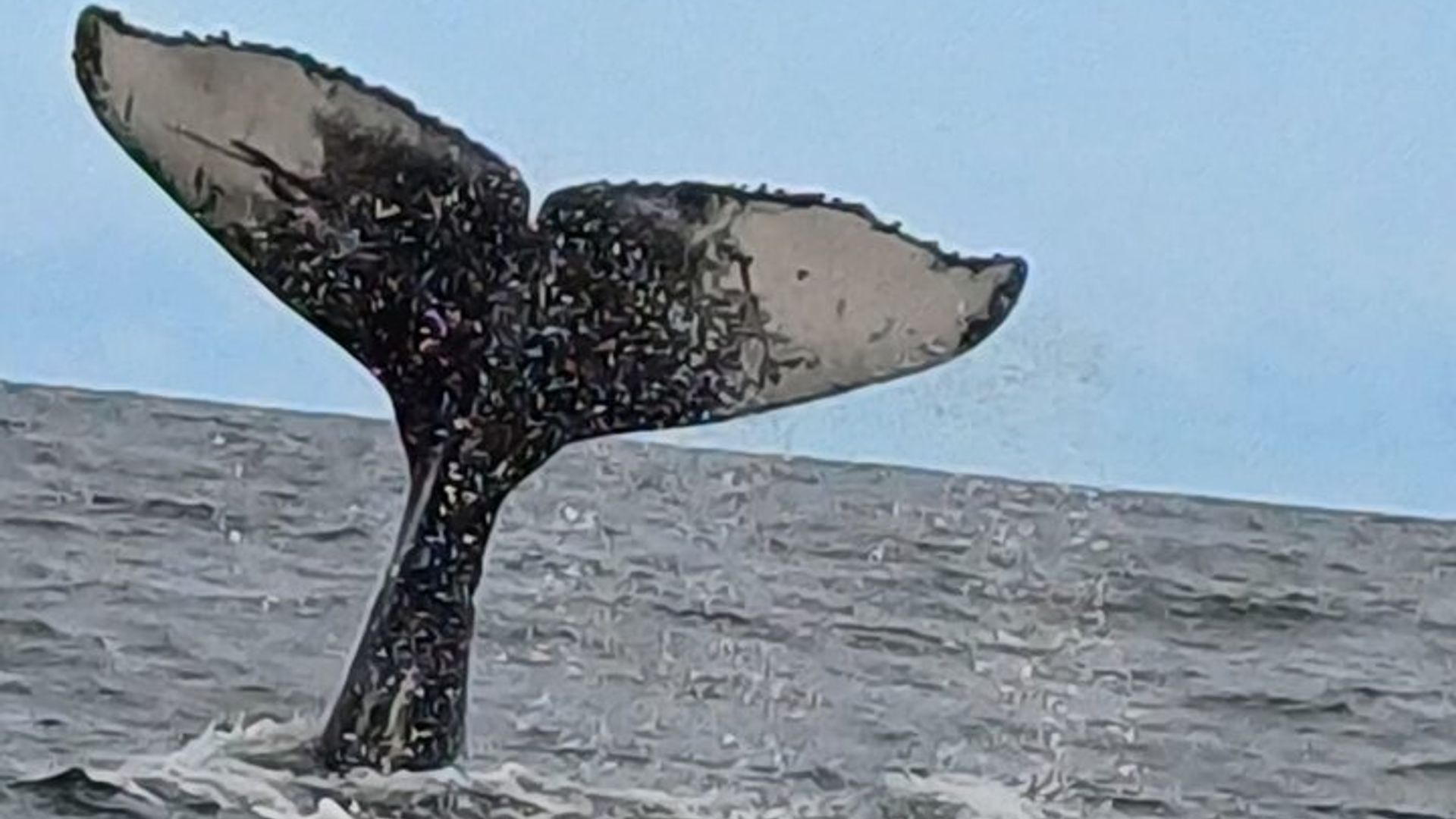 Hermanus Whale Watching Shared Boat Trip & Pinguine Private Tour