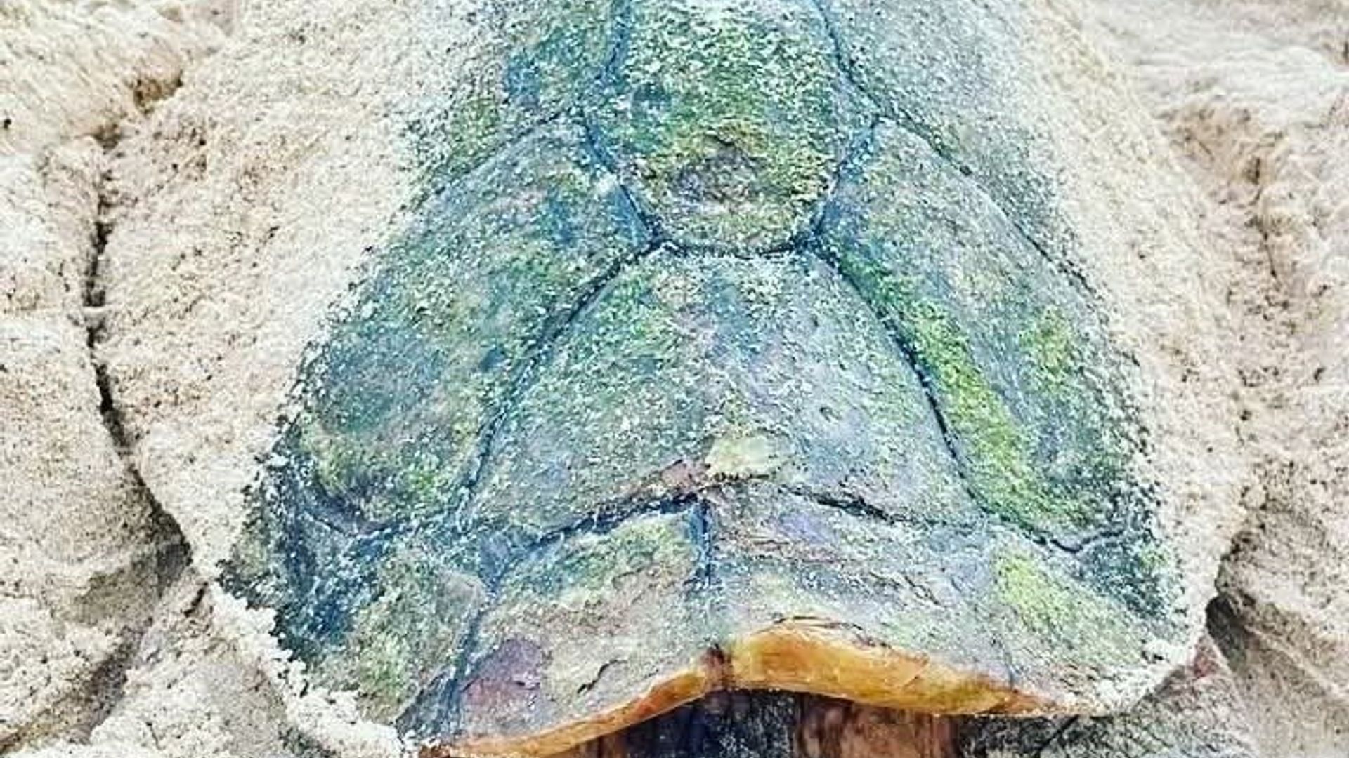 Nidification de tortues marines sur l'île de Sal