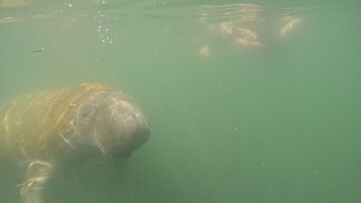 Crystal River Small-Group Manatee Swim, Photo Package