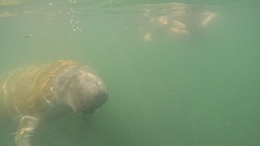 Crystal River Small-Group Manatee Swim, Photo Package