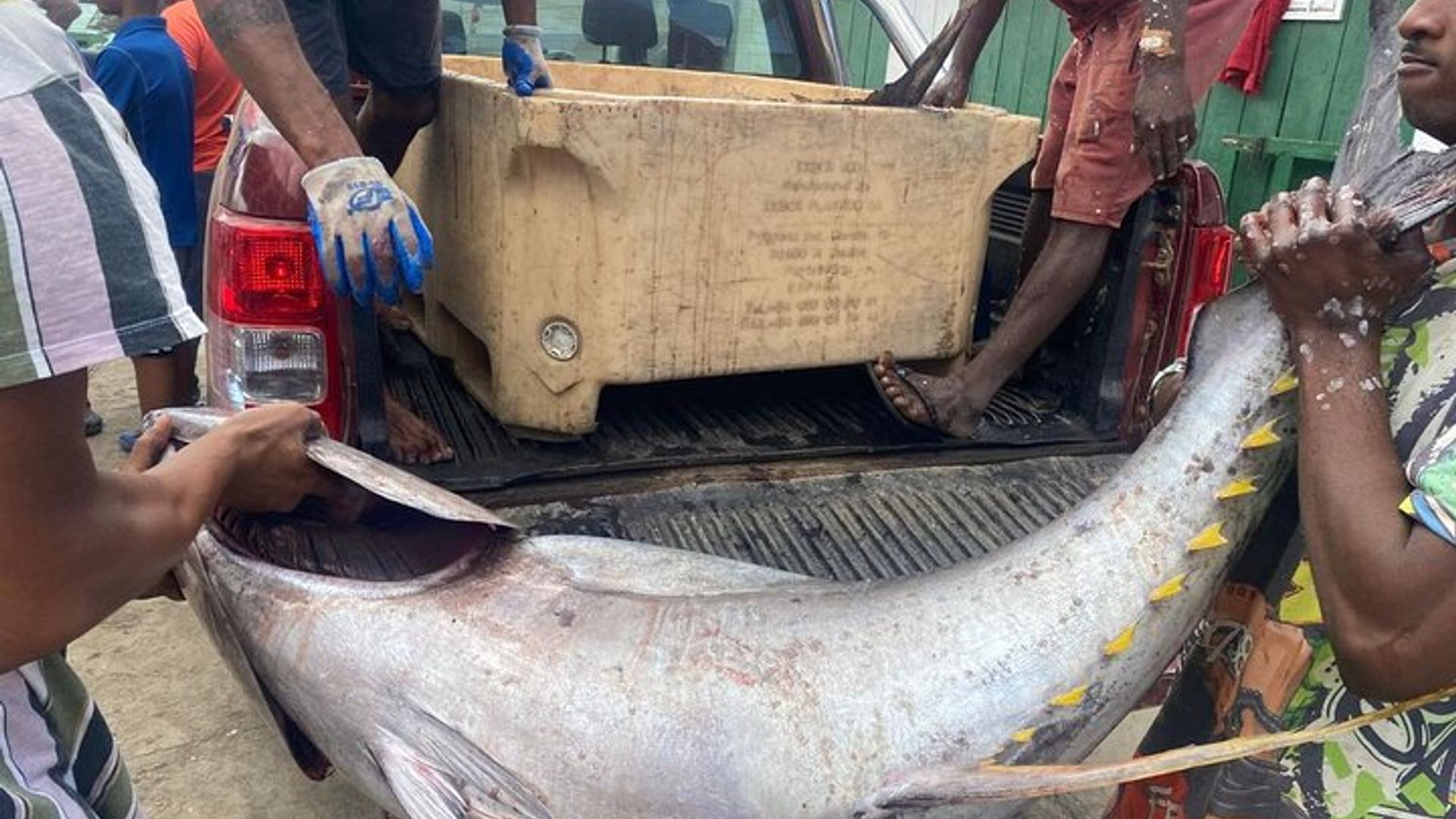 Island Adventure with Shark Experience from Santa Maria