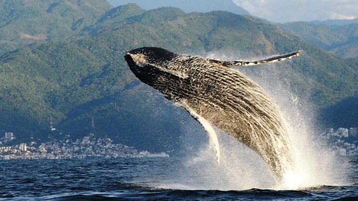 Puerto Vallarta Whale Watching Adventure Led by Biologists