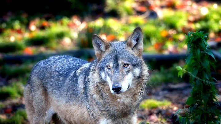 Carpathian Wilderness: A Wildlife Experience from Brașov