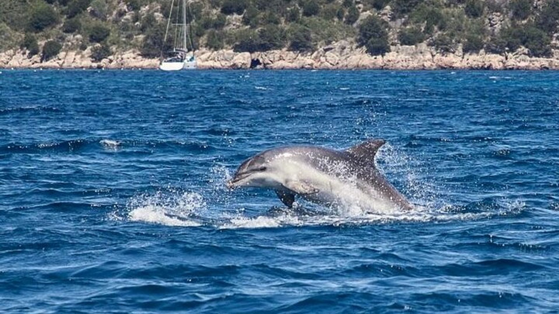 Golfo di Olbia and Dolphins Island Private Boat Tour